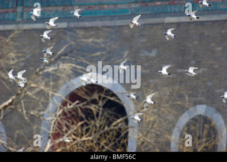 Birds flying in front of Bell Tower, Beijing, China Stock Photo
