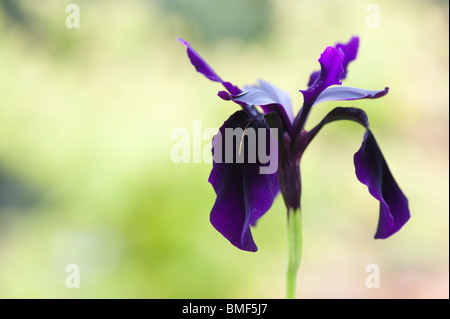 Iris chrysographes 'black form'. Black iris / Goldvein Iris in a garden. UK Stock Photo