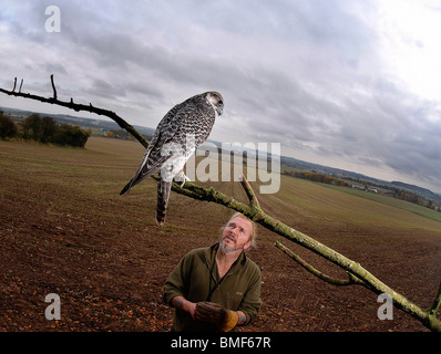 Female Gyr Falcon 'Isabella' sits on a branch watching her owner, Bill Pinchers at a farm near Wombourne, Staffordshire. Stock Photo