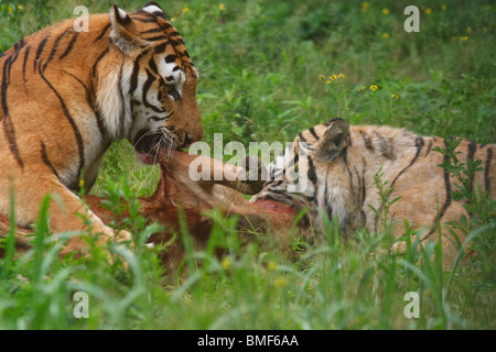 Tigers eating the carcass of a cattle, Hengdaohezi Siberian Tiger Park, Hailin, Mudanjiang, Heilongjiang Province, China Stock Photo