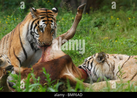 Tigers eating the carcass of a cattle, Hengdaohezi Siberian Tiger Park, Hailin, Mudanjiang, Heilongjiang Province, China Stock Photo