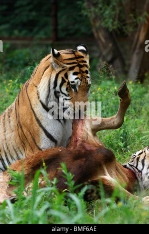 Tigers eating the carcass of a cattle, Hengdaohezi Siberian Tiger Park, Hailin, Mudanjiang, Heilongjiang Province, China Stock Photo