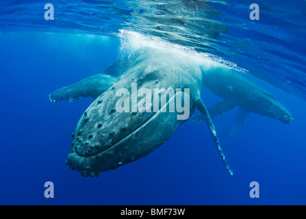Close-up of Humpback whale near surface. Maui, Hawaii. Stock Photo