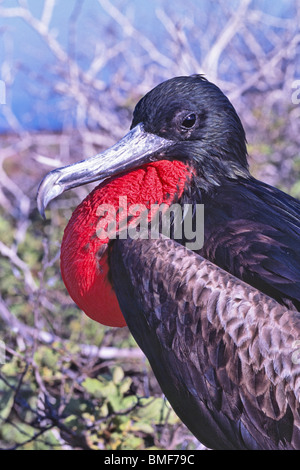 Male Great Frigate Bird with inflated red throat pouch, Galapagos Stock Photo