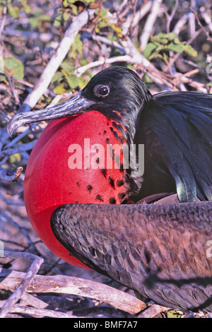 Male Great Frigate Bird with inflated red throat pouch, Galapagos Stock Photo