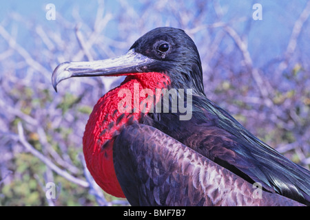 Male Great Frigate Bird with inflated red throat pouch, Galapagos Stock Photo