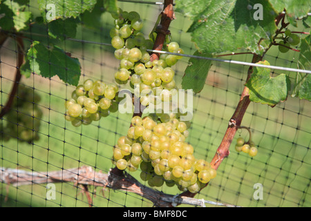 Winery, Vineyard, The Hamptons, Long Island, New York, USA Stock Photo