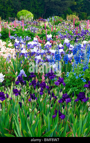 Many varieties of lupine and irises bloom at Schreiner's Iris Test Garden in Oregon's Marion County. Stock Photo