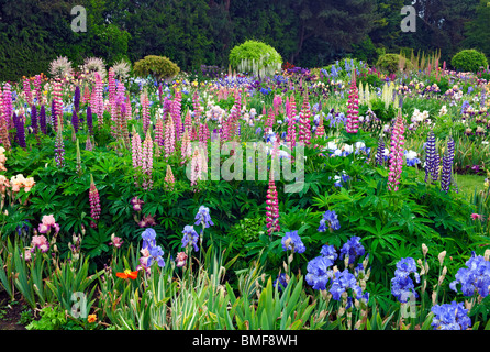 Many varieties of lupine and irises bloom at Schreiner's Iris Test Garden in Oregon's Marion County. Stock Photo