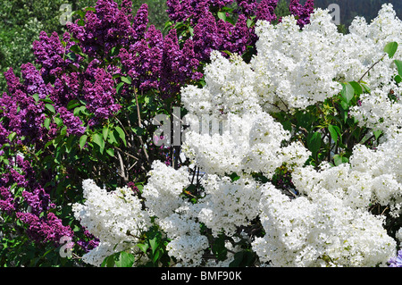 Lilac Blossoms (syringa vulgaris) Stock Photo