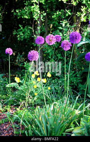 Aliums in herbaceous border Stock Photo