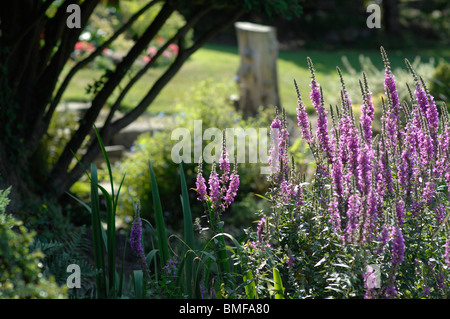 Lythrum Salicaria growing by a pond Stock Photo