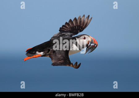 Atlantic Puffin Fratercula arctica in flight with a beak full of sandeels