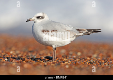 Mediterranean Gull (first-winter) on a Suffolk beach Stock Photo