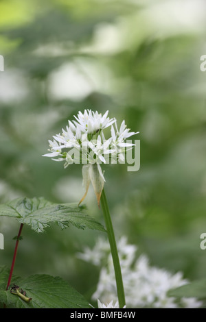 The Flower Head of Ramsons Allium Ursinum Also Known as Wild Garlic Stock Photo