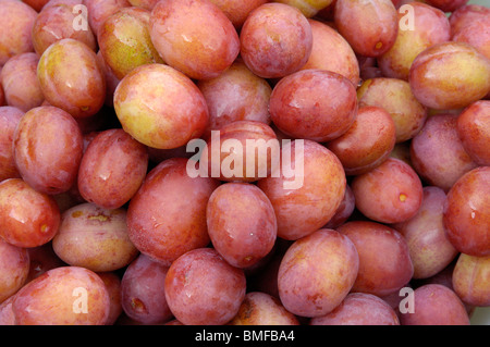 Plums, variety Victoria Stock Photo
