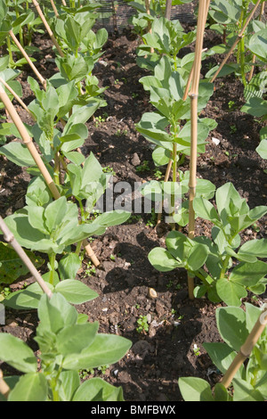 Broad bean plants growing in a garden vegetable patch Stock Photo