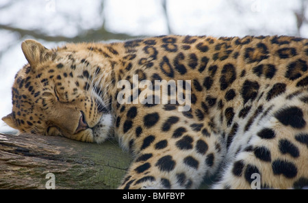 Leopard (Panthera pardus) in captivity Stock Photo