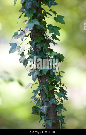 common Ivy climbing a tree - Hedera helix Stock Photo