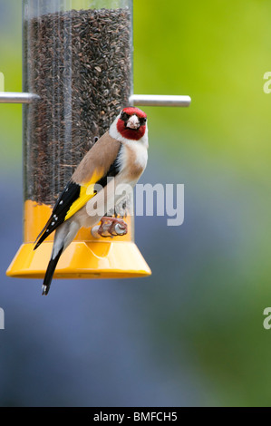 Goldfinch on a nyjer bird seed feeder in a garden Stock Photo