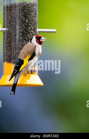 Goldfinch on a nyjer bird seed feeder in a garden Stock Photo