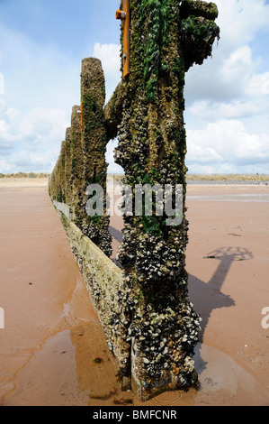 A barnacle encrusted wooden sea defence on Dawlish Warren beach Stock Photo