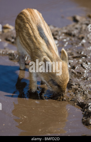 Wild Boar piglet taking a mud bath - Sus scrofa