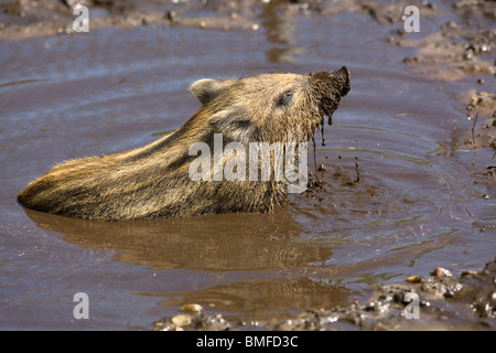 Wild Boar piglet taking a mud bath - Sus scrofa