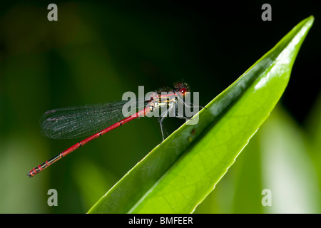 Large red damsel fly on laural Stock Photo