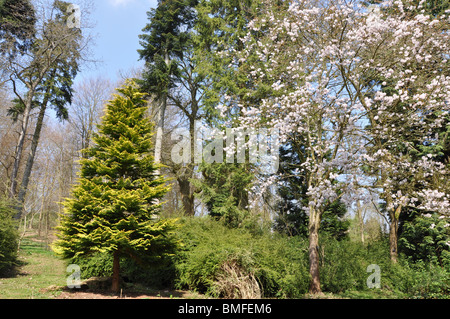 Batsford arboretum near Moreton in the Marsh  Cotswolds Gloucestershire England UK Stock Photo