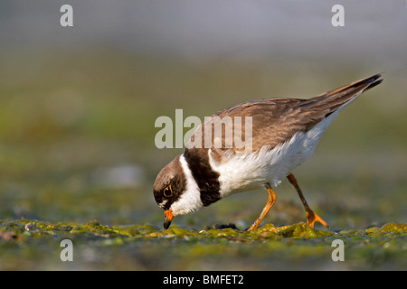 Adult Semipalmated Plover in breeding plumage feeding at dawn Stock Photo