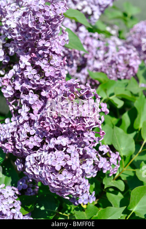 Lilac Blossoms (syringa vulgaris) Stock Photo