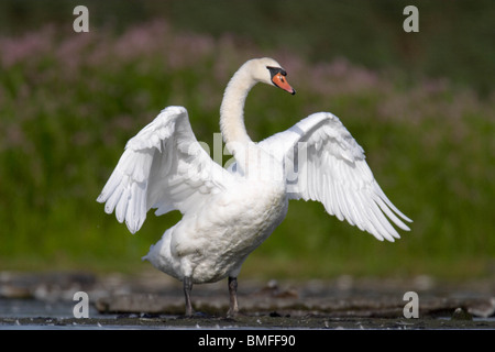 Adult Mute Swan beating its wings Stock Photo