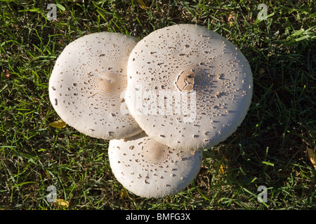 Parasol Mushroom, Macrolepiota procera, one of the more distinctive members of the Lepiota family. Stock Photo