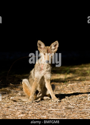 Coyote with Mange Stock Photo - Alamy