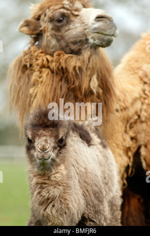 Camel calf with mother Stock Photo