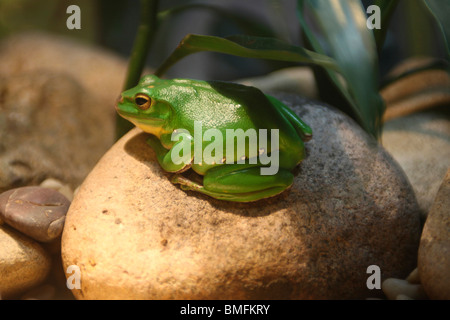 Close-up of Green Tree Frog on a rock, Taizhou, Zhejiang Province, China Stock Photo