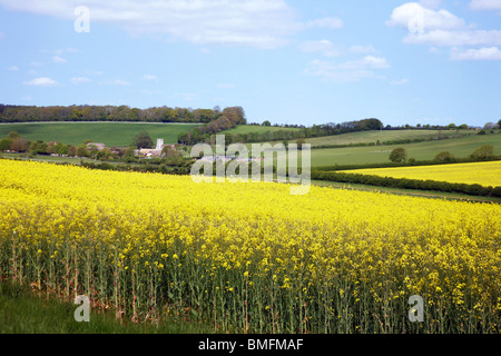 A spring view across colourful rapeseed fields looking towards the village of Whitcombe from West Knighton Stock Photo