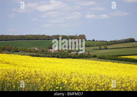A spring view across colourful rapeseed fields looking towards the village of Whitcombe from West Knighton Stock Photo