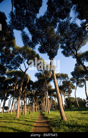 pine tree tall foliage trees coniferous Rome villa Stock Photo