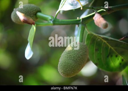 Close-up of young jackfruit, Baicha Village, Wuzhishan, Hainan Province, China Stock Photo