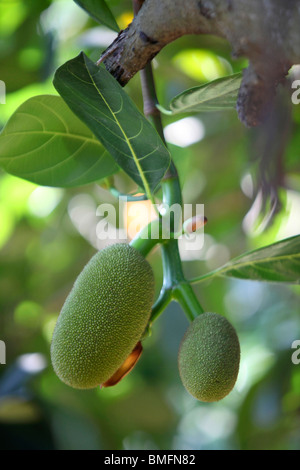 Close-up of young jackfruit, Baicha Village, Wuzhishan, Hainan Province, China Stock Photo