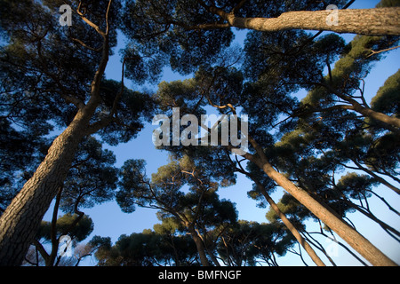 pine tree tall foliage trees coniferous Rome villa Stock Photo