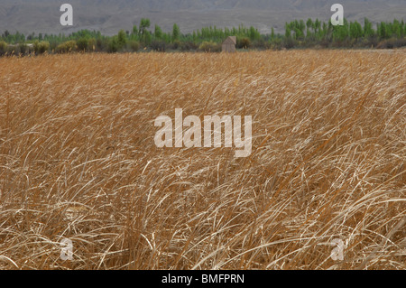 Wind blow over tall grass, Huangheqing National Wetland Park, Guide, Hainan Tibetan Autonomous Prefecture, Qinghai, China Stock Photo