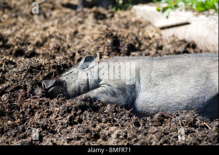Pig in mud Stock Photo