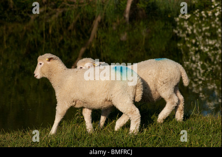 Coopworth lambs on the banks of the Thames near Oxford Stock Photo