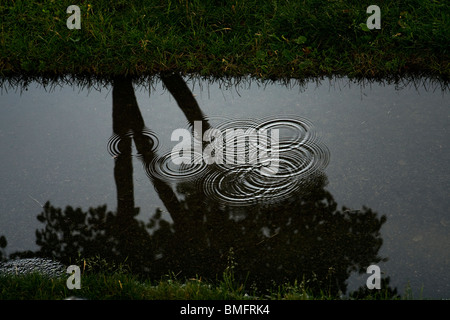 Close grouping of water droplets falling from a tree's leaves into a puddle. Stock Photo