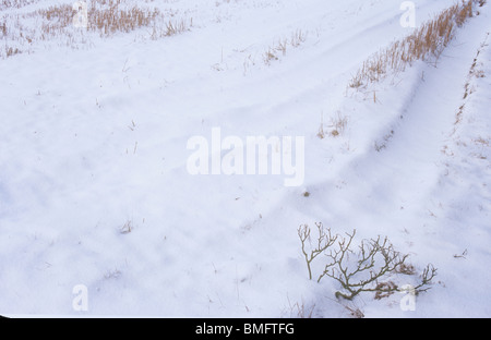 Detail of corner of field covered in snow through which dried golden stubble and fallen branch of oak tree are poking Stock Photo