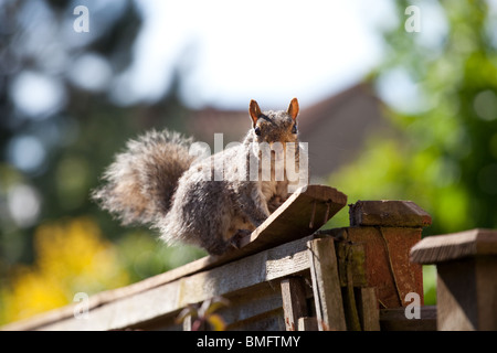 Grey squirrel on fence Stock Photo