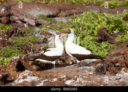 A pair of Nazca Boobys on Genovesa Island in the Galapagos Islands Stock Photo